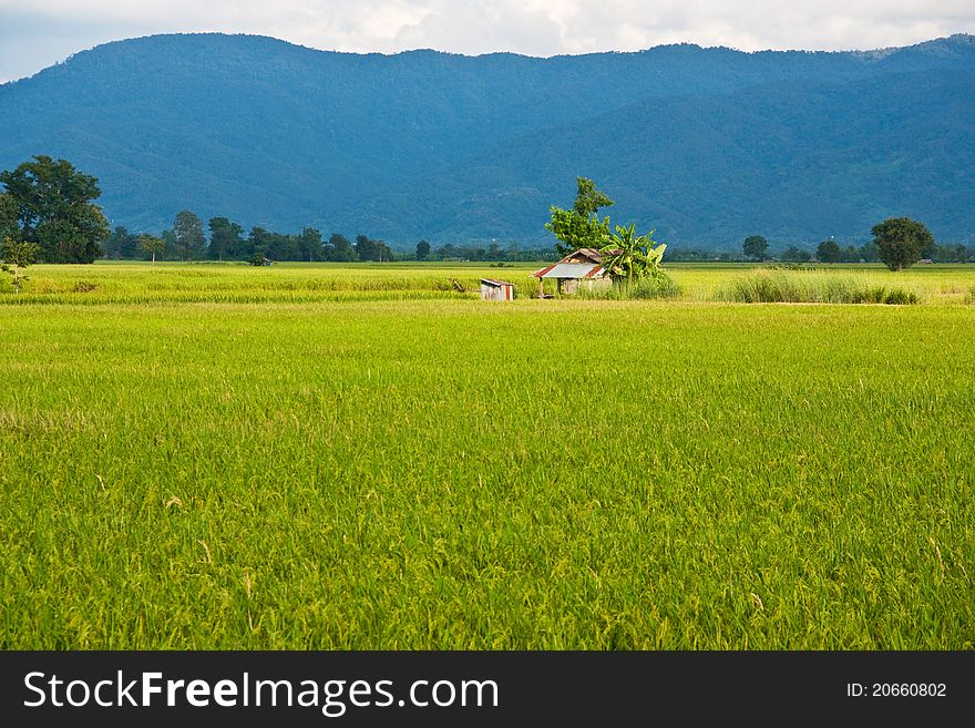 Green Rice Paddy And Hill