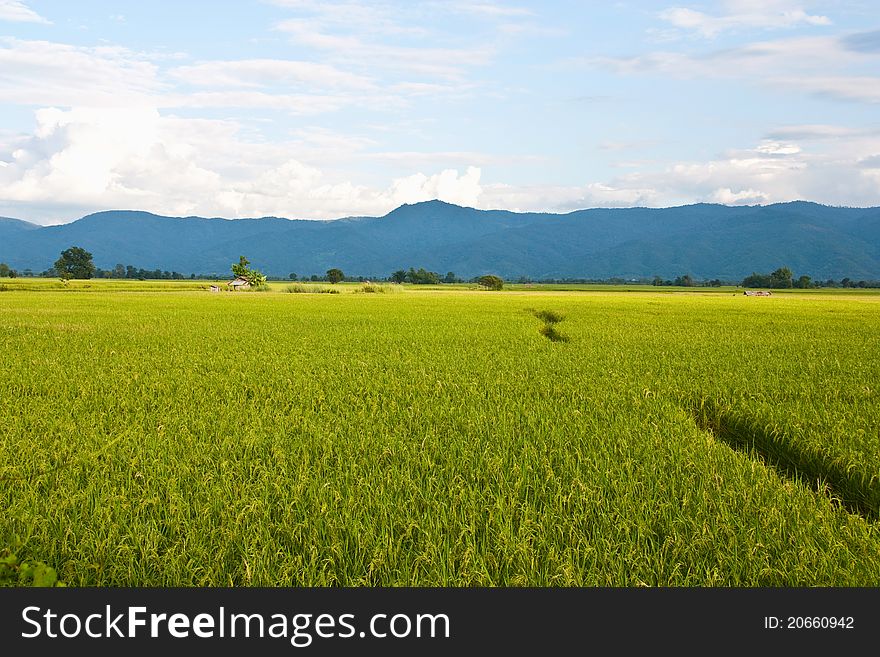 Green rice paddy and hill landscape in Thailand
