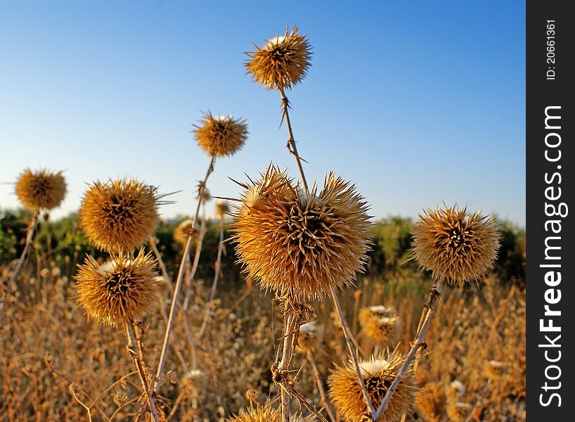 A lot of thistles and blue sky on the background