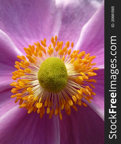 A extreme close up view of a Japanese Anemone flower. A extreme close up view of a Japanese Anemone flower.