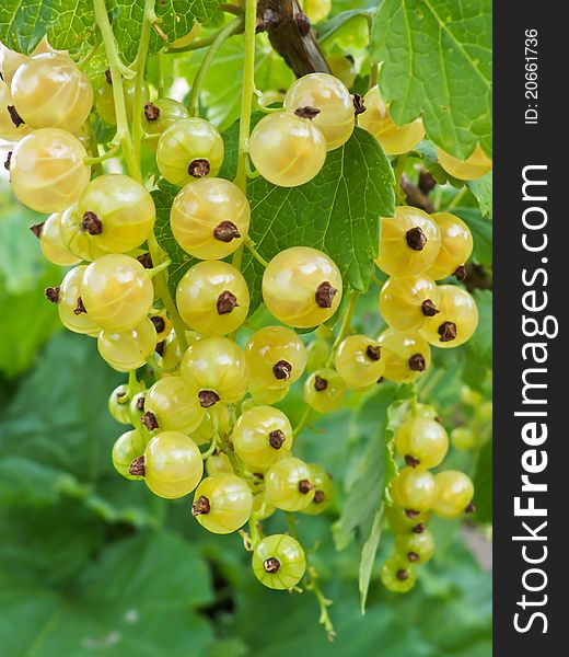 Currant bush with bunches of ripe white currants in summer.