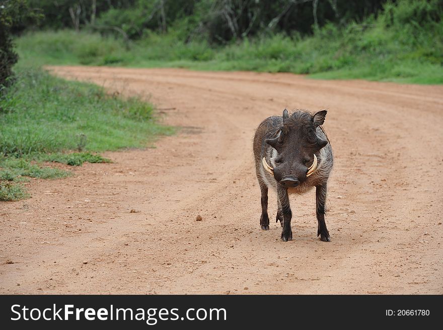 Warthog walking down a gravel road alone