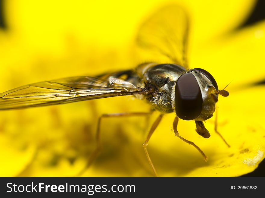 Hoverfly on yellow blossom