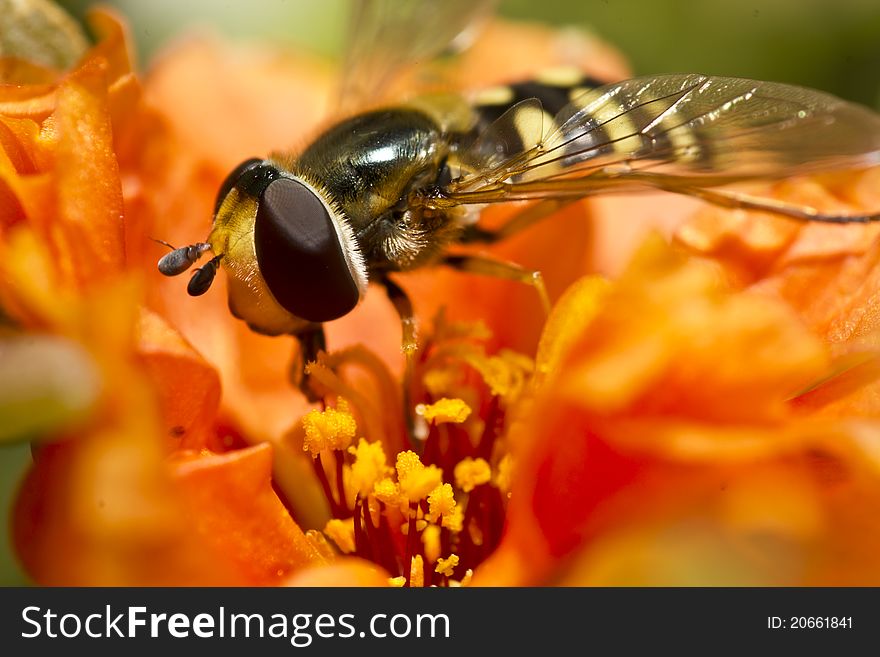 Hoverfly On Orange Blossom