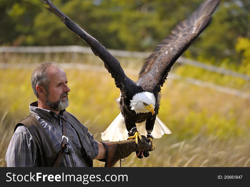 Falconer carrying a bald eagle on his arm. Falconer carrying a bald eagle on his arm