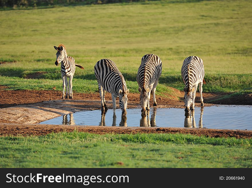 Burchells zebras at waterhole early morning