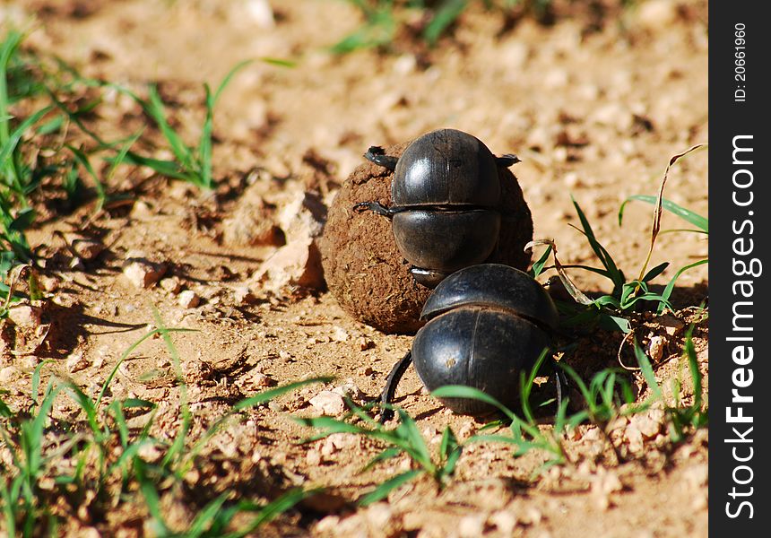 Two flightless dung beetles rolling a ball on the ground. Two flightless dung beetles rolling a ball on the ground