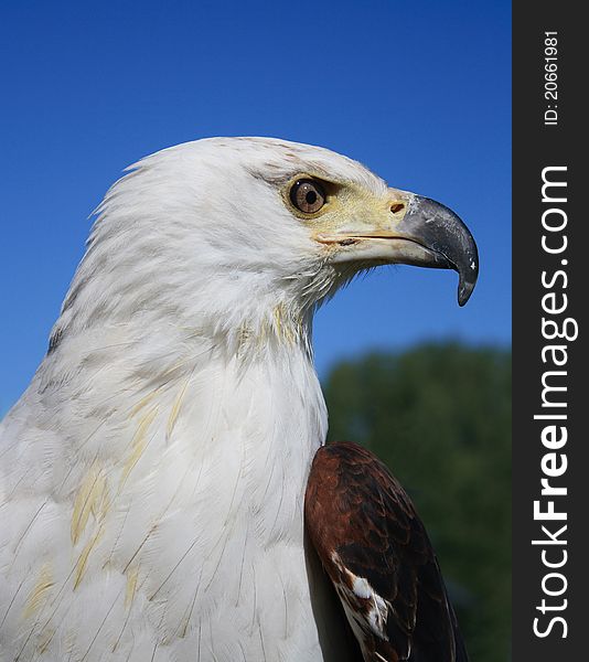Portrait of an African Fish Eagle