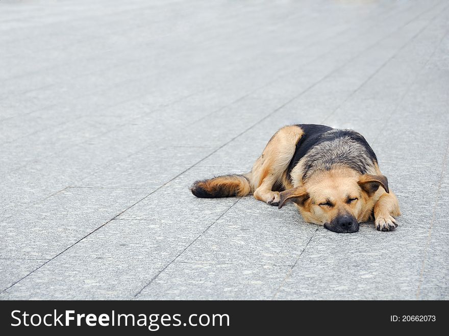 Lonely homeless dog sleeping on the sidewalk. Lonely homeless dog sleeping on the sidewalk