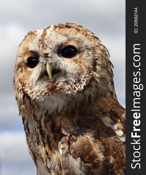 Tawny Owl (Strix Aluco)