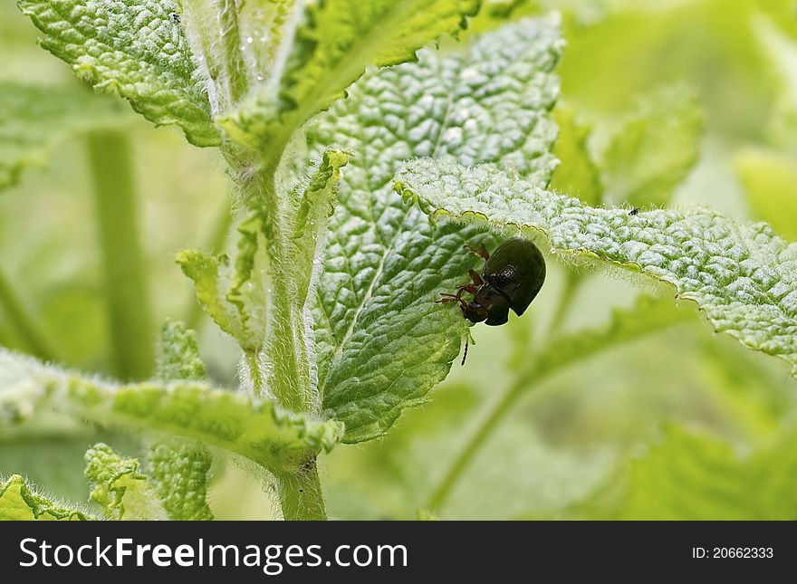 A Tiny Black Bug Under A Leaf