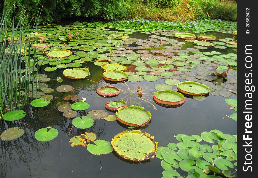 Filled water lily pond solar year daytime. Filled water lily pond solar year daytime