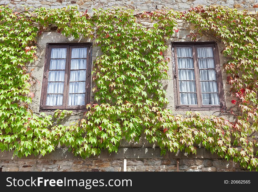 Windows surrounded by green ivy. Windows surrounded by green ivy