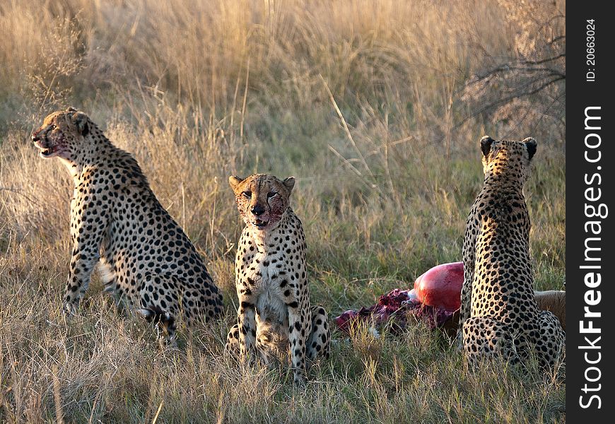 Three cheetahs feeding on a malibu at dusk, alerted by the sound of a lion