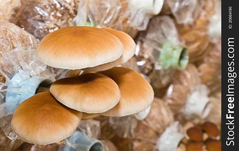 Agrocybe cycindracea, Poplar Field-cap mushrooms in farm. Agrocybe cycindracea, Poplar Field-cap mushrooms in farm
