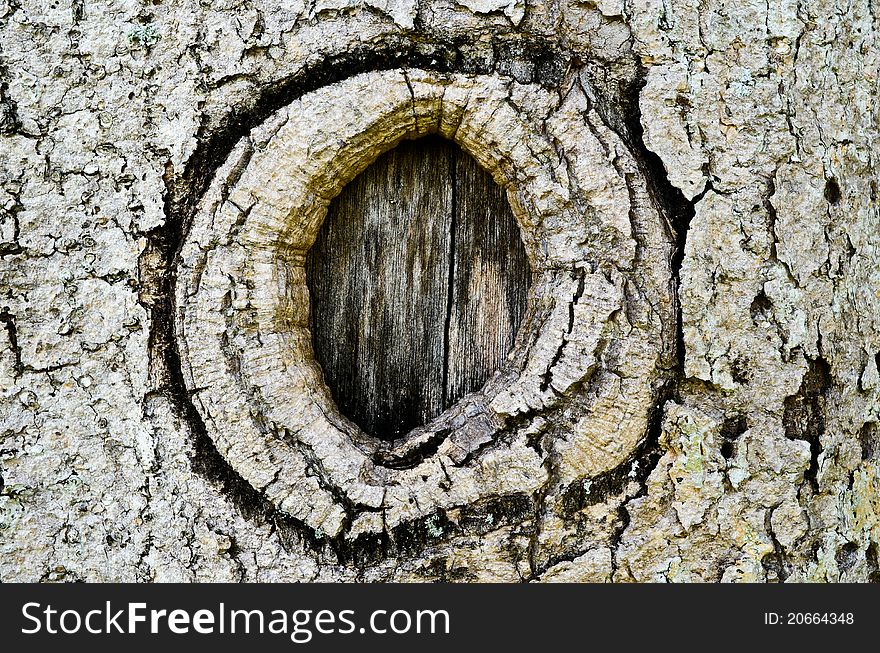 Bark grain gray backgrounds texture. Bark grain gray backgrounds texture