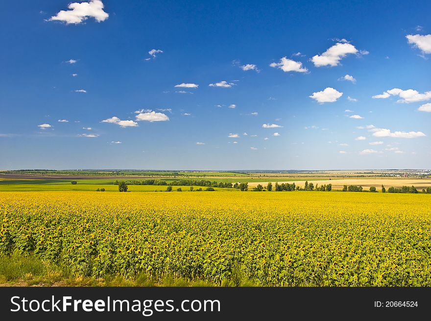 Field of sunflowers