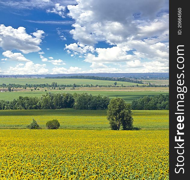 Alone tree and field of sunflowers. Summer landscape against the blue clear sky.