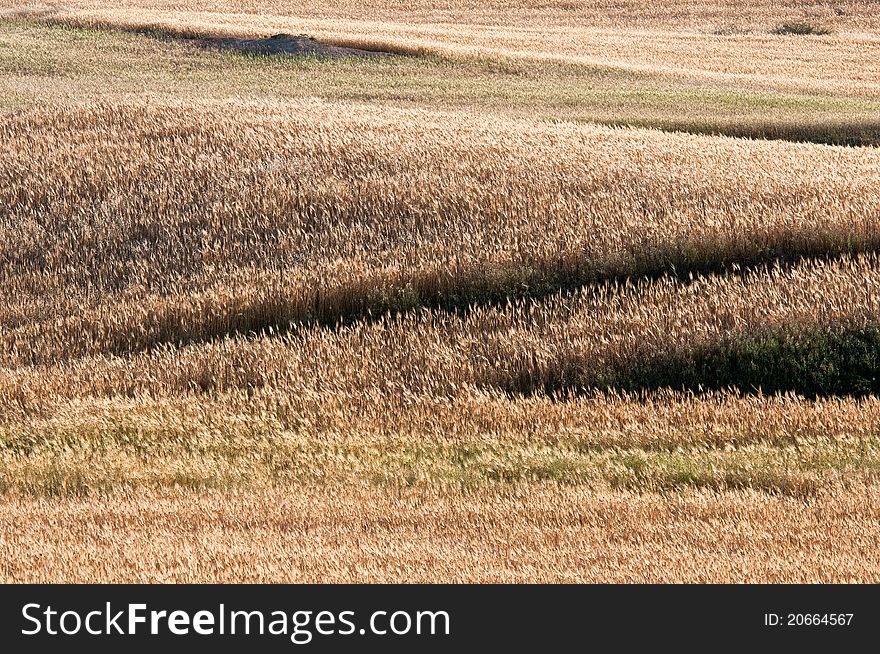 Wheat field