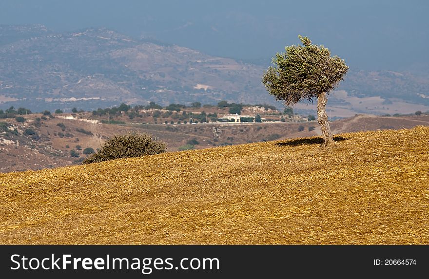 Olive Tree On A Wheat Field