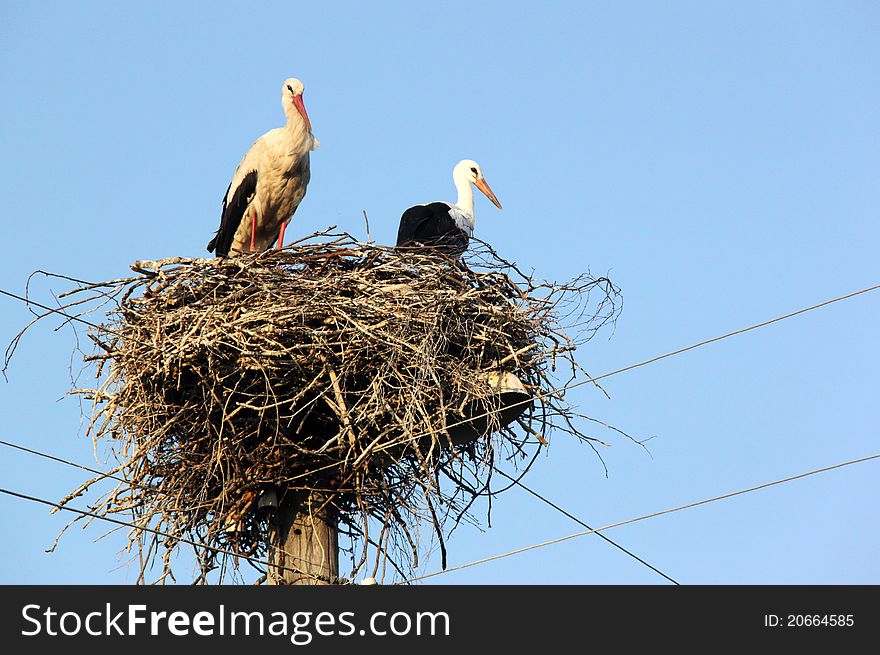 Two storks in their nest on a high post