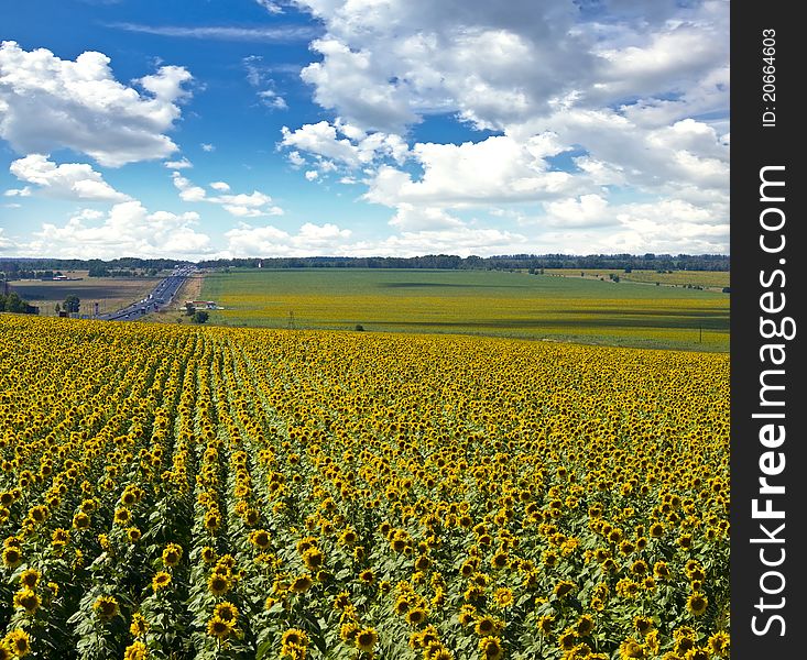 Field of sunflowers. Summer landscape against the blue cloudy sky.