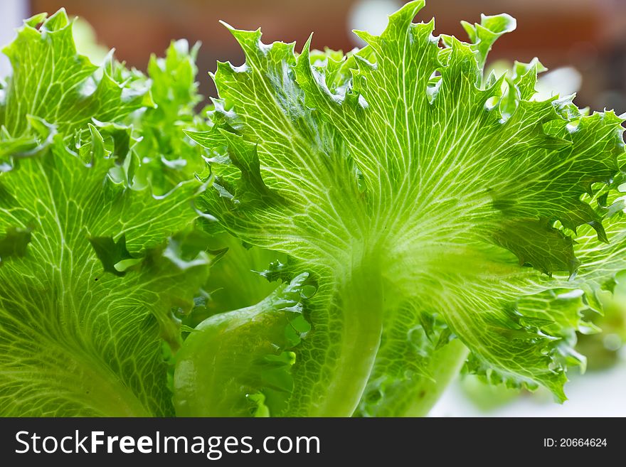 Close-up view of fresh green leaves of lettuce. Close-up view of fresh green leaves of lettuce