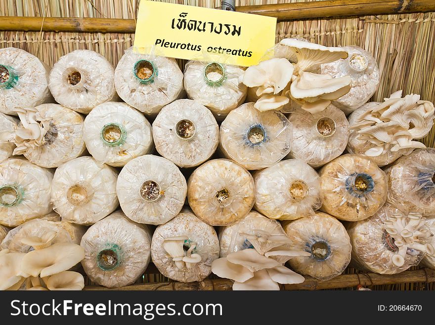 Oyster mushrooms or Pleurotus ostreatus mushrooms clustered in storage bags