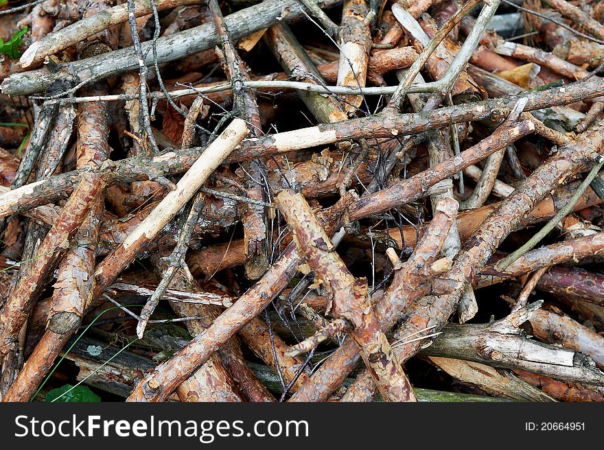 Dried pine branches.