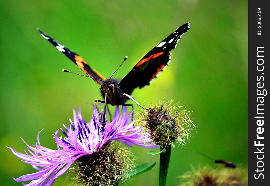 Vanessa fly in the Slovakia meadow. Vanessa fly in the Slovakia meadow.