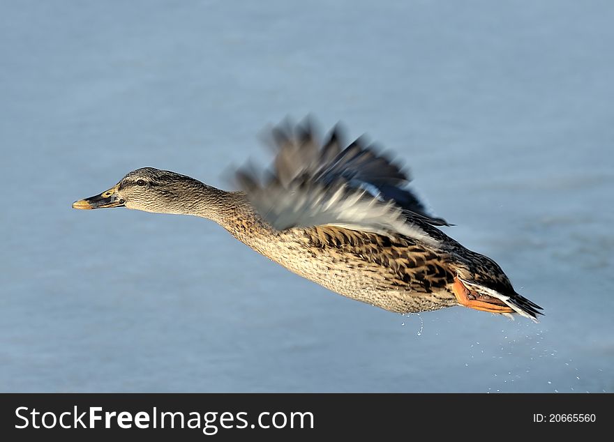 A mallard duck in flight