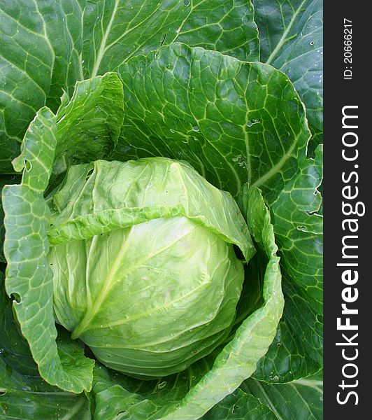 Head of cabbage; macro shot.
Photo taken on: August 08th, 2011