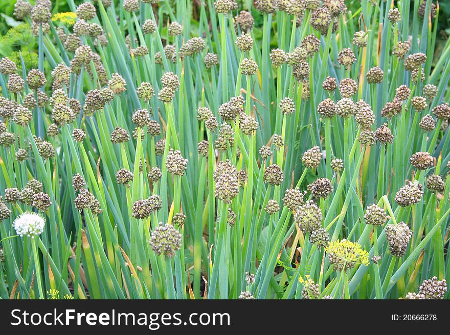 Onion bed in the vegetable garden.