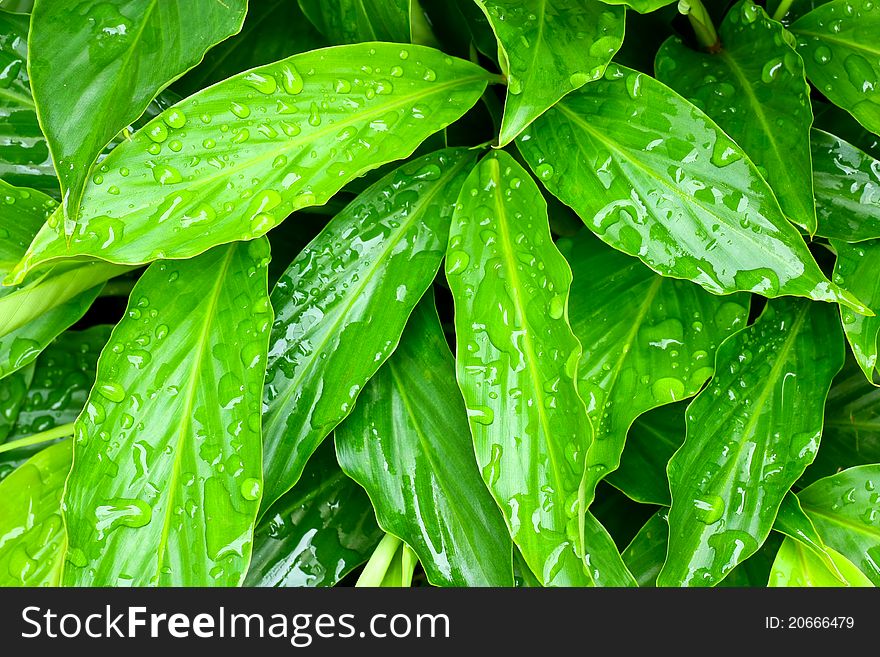 Water dew drops on the green grass