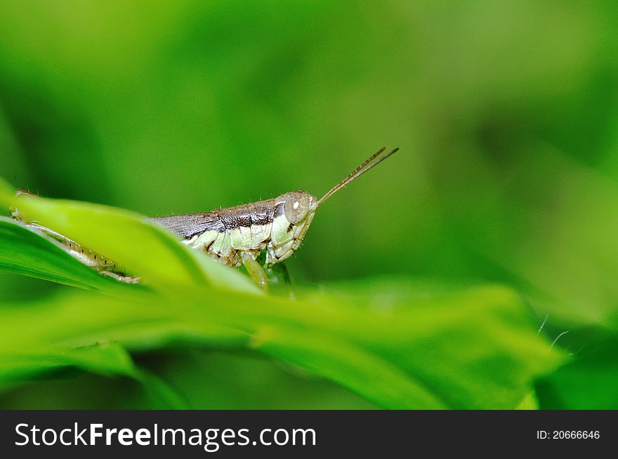 Close up of grasshopper in deep forest