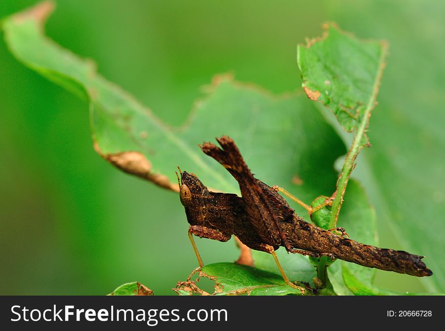 Close up of grasshopper in deep forest