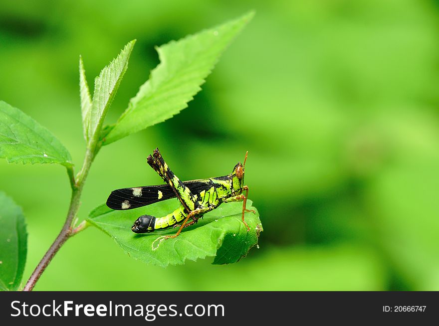 Close up of grasshopper in deep forest