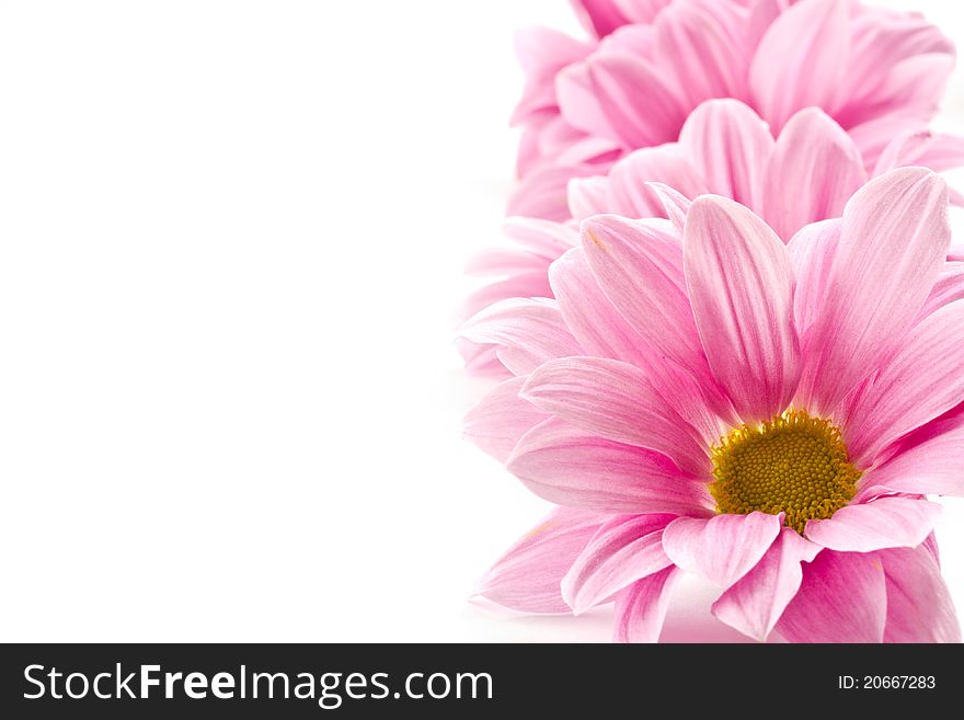 Beautiful blooming pink flowers on a white background