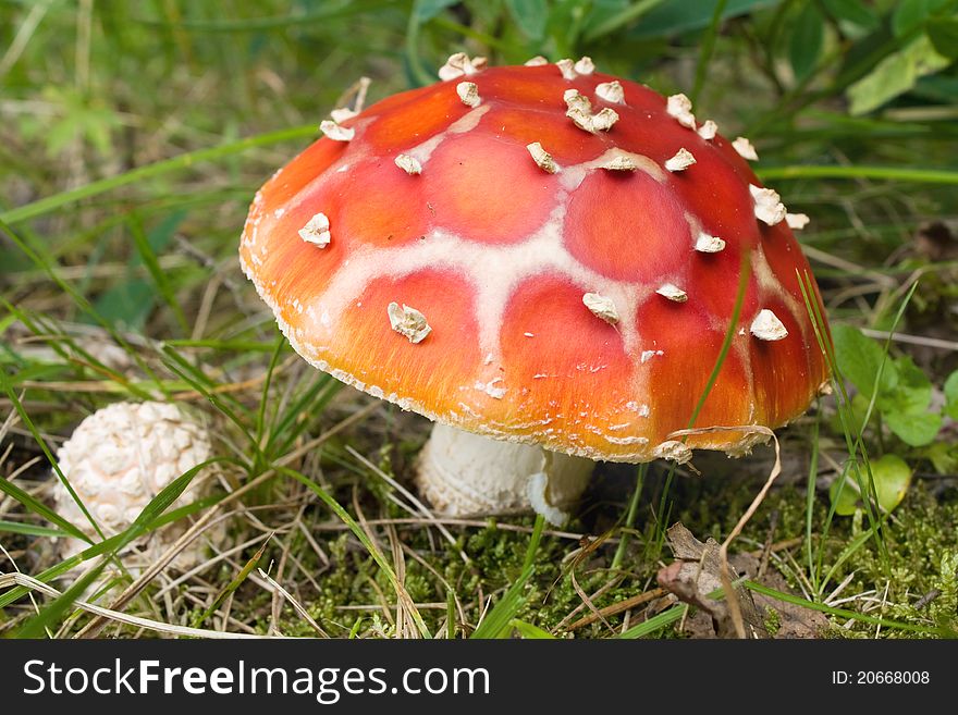 Poison Amanita muscaria mushroom in the forest. Poison Amanita muscaria mushroom in the forest.