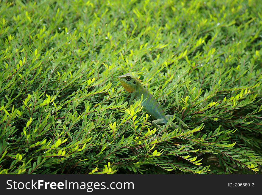 Lizard on leaves