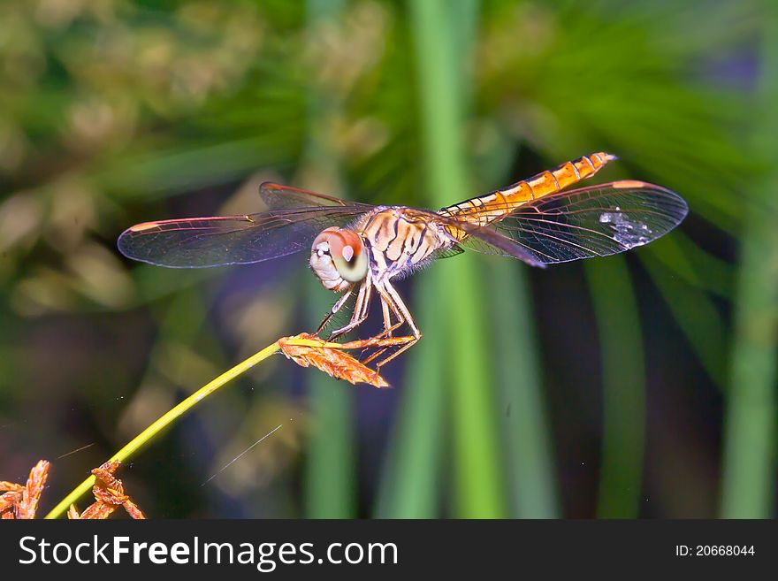 Dragonfly sitting on flower grass .