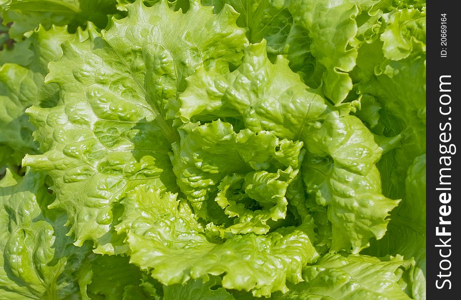 Closeup of lettuce salad growing in the garden