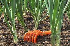 Onions Green Royalty Free Stock Images Onions Green Royalty Free Stock Images