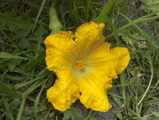 Butternut Squash Flower Stock Photos Butternut Squash Flower Stock Photos