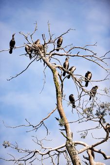 Cormorants Roosting Stock Photo Cormorants Roosting Stock Photo