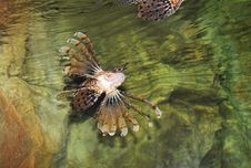 Beautiful Motley Fish In The Aquarium Stock Photo