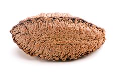 Brazil Nut Royalty Free Stock Images Brazil Nut Royalty Free Stock Images