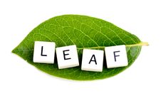 Leaf Stock Photography Leaf Stock Photography