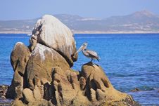 Lonely Pelican On The Rocks Stock Photos Lonely Pelican On The Rocks Stock Photos
