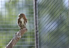 Ferruginous Pygmy Owl Stock Photo Ferruginous Pygmy Owl Stock Photo